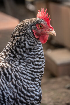 Primer plano de una gallina Plymouth Rock barrada