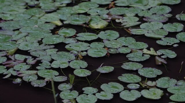 ハート型の葉を持つ浮草
