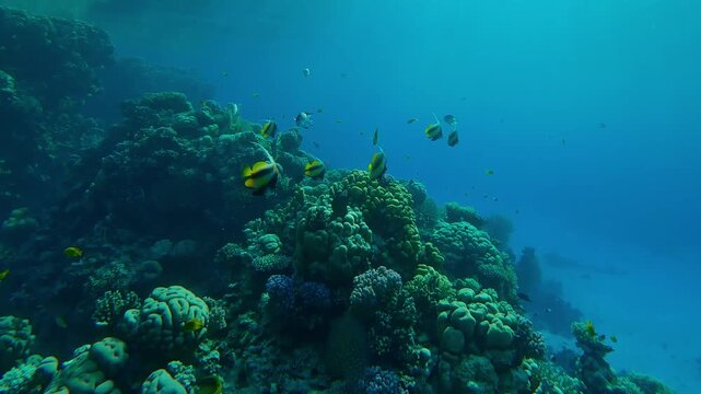 The camera moves forward, zooming in on a group of Red Sea Bannerfish, Heniochus intermedius, swimming above the slope of a fore reef on a sunny day against a backdrop of turquoise water