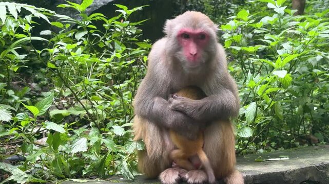 Female macaque monkey nursing baby in jungle. Wild primate mother feeding infant in tropical forest. Animal parental love, family bond, nature wildlife, conservation zoology concept.