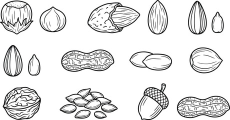 Edible nuts and seeds healthy snack line icon set featuring almond peanut walnut hazelnut sunflower seed and acorn © MdShakib