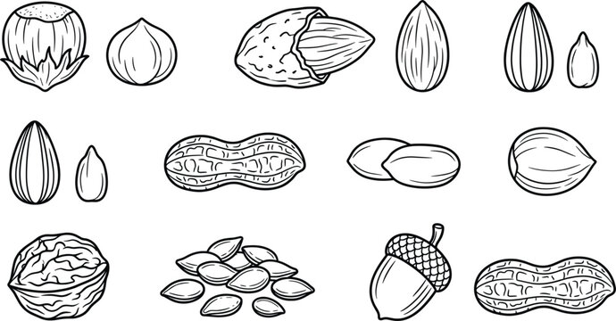 Edible nuts and seeds healthy snack line icon set featuring almond peanut walnut hazelnut sunflower seed and acorn