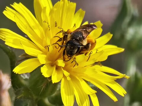 Abeja recolectando Polen en una flor amarilla - Bee collecting pollen from a yellow flower