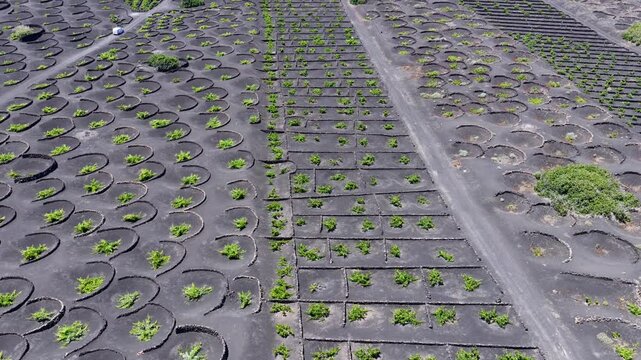 Aerial View of La Geria Lanzarote Volcanic Vineyards and Malvasia Wine Production Valley