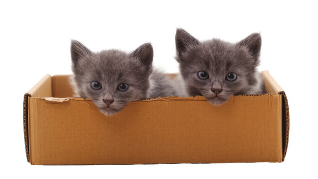 Two fluffy grey kittens peeking out of a cardboard box
