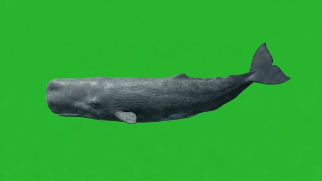 Seamless loop of a realistic sperm whale swimming on green screen, isolated marine animal for ocean, wildlife, nature, and VFX compositing.