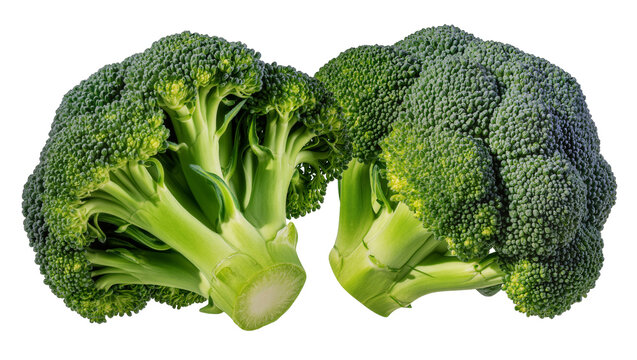 Two fresh green broccoli florets with thick stems