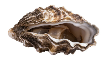 Opened oyster with visible flesh and textured shell © Fried