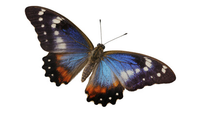 Blue and orange butterfly with white spots on wings © Fried