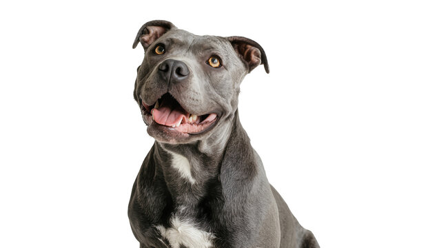 Gray pit bull dog with yellow eyes and open mouth