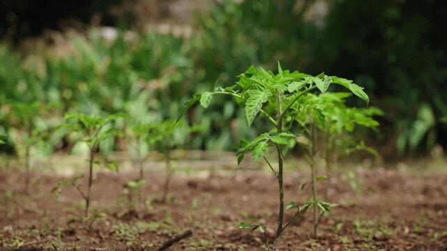 Young tomato seedlings growing in fertile garden soil, close up view of healthy vegetable plants in backyard vegetable patch.