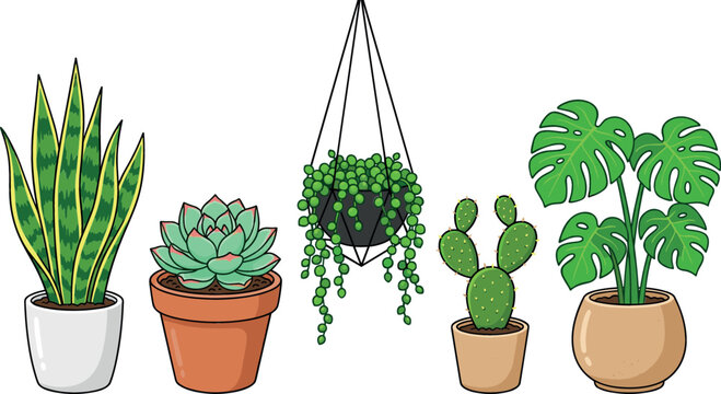 Potted houseplant vector illustration set with snake plant succulent hanging string of pearls cactus and monstera on white background