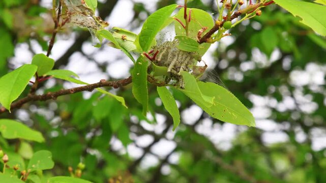 parasites on tree leaves. They damage the tree and destroy it.