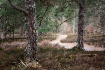 Fototapeta premium trees in the forest