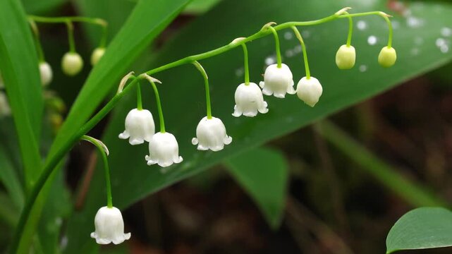 Person walking through lily of the valley meadow in spring forest with fresh green shoots emerging from woodland floor. Concept of nature hiking, seasonal wildflower discovery and forest conservation.