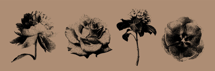 Obraz premium Set of botanical floral illustrations created in pointillism style with a vintage engraved effect.