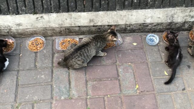 Several stray cats gathered on a paved walkway, eagerly eating from multiple bowls of dry cat food.
