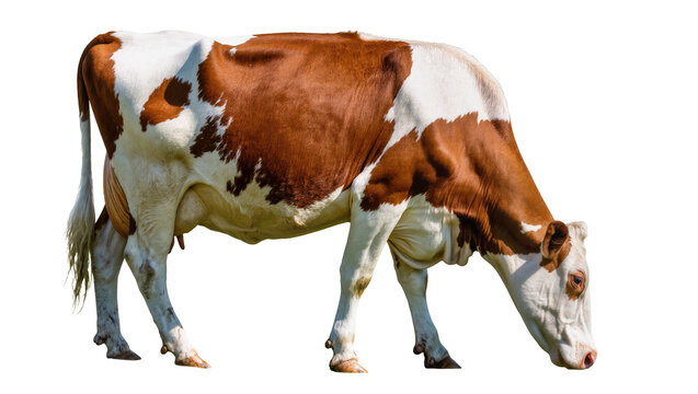 Brown and white cow grazing on white