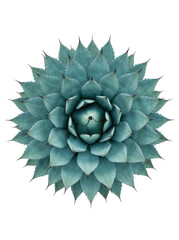 Obraz premium A close-up of a vibrant blue-green succulent plant on a white background.