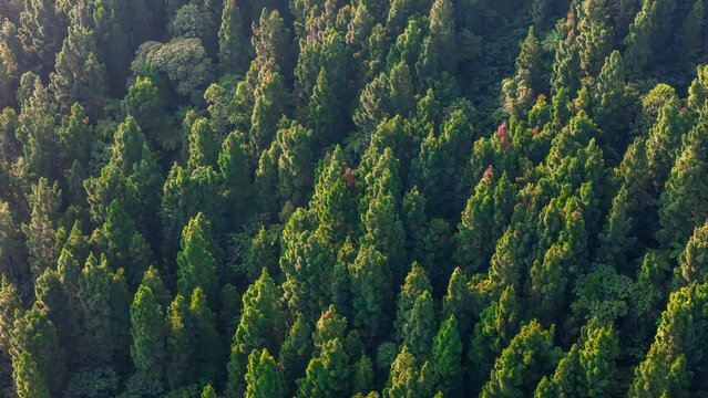 Aerial view of dense evergreen forest with sunlight illuminating the lush green treetops and deep shadows Sukabumi, West Java, Indonesia.
