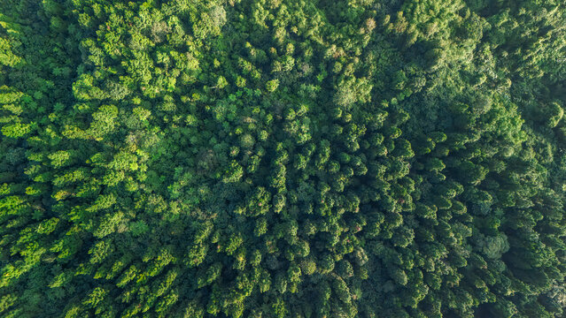 Aerial view of dense tropical forest canopy with lush green trees and sunlight illuminating the foliage in Sukabumi, West Java, Indonesia.