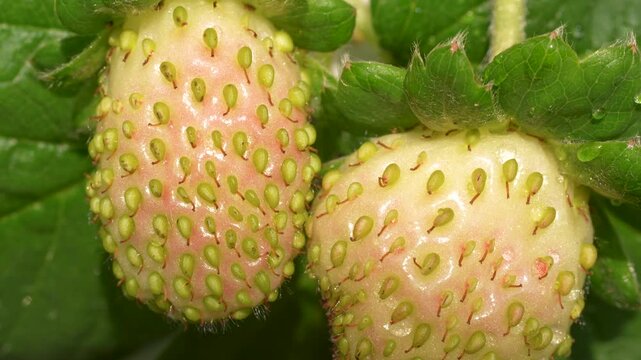 Extreme macro shot of two unripe strawberries turning from green to pink on the plant with visible seeds, Vietnam.