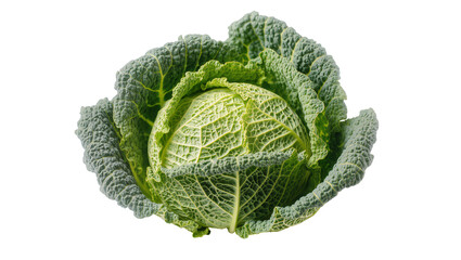 Obraz premium Savoy cabbage with textured green leaves