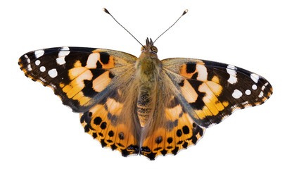 Painted Lady butterfly with orange black, and white wings © Vetle