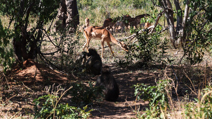Wildlife encounter in Chobe National Park featuring baboons and antelopes grazing together © Dave