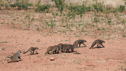 Fototapeta premium Mongoose family foraging together in Chobe National Park under the warm sun