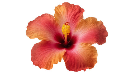 Orange and pink hibiscus flower with yellow stamen © Vetle