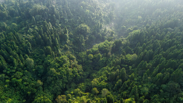 Aerial view of a lush tropical forest valley with dense green trees and soft morning sunlight in Sukabumi, West Java, Indonesia.