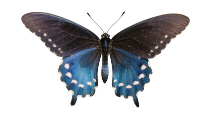 Black and blue butterfly with white spots © Vetle