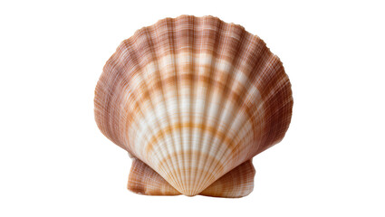 Obraz premium Scallop seashell with radiating ribs and orange-brown stripes