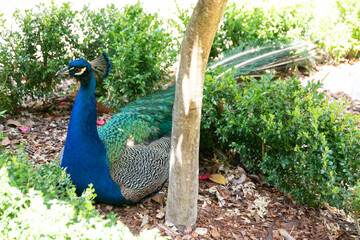 Naklejka premium peacock in the park