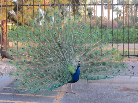 Peacock