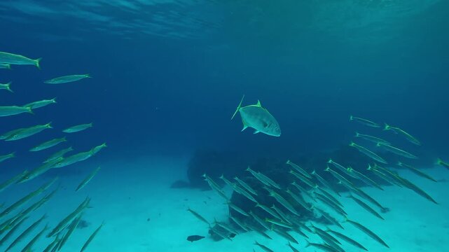 A pair of large Yellowspotted Trevally, Carangoides fulvoguttatus chase a school of juvenile Yellowtail Barracuda, Sphyraena flavicauda swimming in the blue water in the last rays of the setting sun