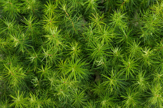 Threadleaf bluestar Amsonia Hubrichtii green foliage growing in nursery