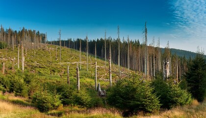 Fototapeta premium Hillside Forest In The Harz Mountains With Evergreen Growth And Strip Of Dead Trees Along Mountain Slope