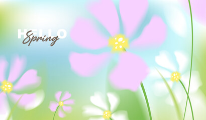 Hello spring vector background with white and pink cosmos flowers. Soft pastel watercolor floral template on sunny blue sky for greeting card, wedding, seasonal sale banner and wallpaper. © TripleP Studio