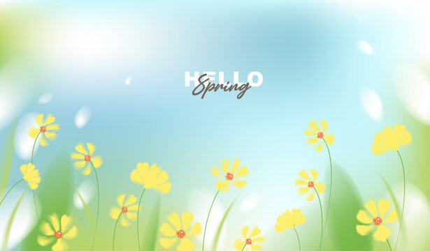 Hello spring vector background with yellow cosmos flowers and sunny blue sky. Soft pastel watercolor floral template for greeting card, easter, seasonal sale banner, poster and wallpaper.