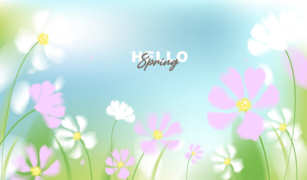 Hello spring vector background with white and pink cosmos flowers. Soft pastel watercolor floral template on sunny blue sky for greeting card, wedding, seasonal sale banner and wallpaper.