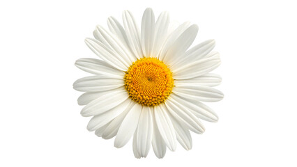 Beautiful fresh white chamomile daisy flower head petals close up isolated on transparent background © Pavel