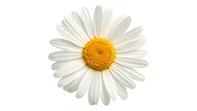 Beautiful fresh white chamomile daisy flower head petals close up isolated on transparent background