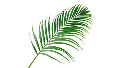 Green tropical palm leaf branch close up nature flora isolated on transparent background © Pavel