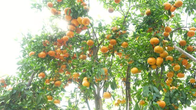 Bright sunlight shining through branches of ripe rose mandarin orange trees in a Lai Vung orchard, Mekong Delta, Vietnam.