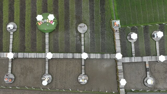 Aerial view of a wooden walkway with circular platforms and white umbrellas over patterned rice fields in Borobudur, Central Java, Indonesia.