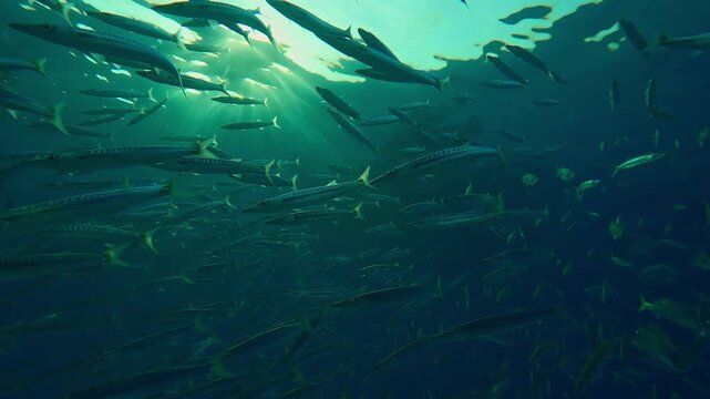 Front view, close-up of a large school of Yellowtail Barracuda, Sphyraena flavicauda swimming under the surface and glistening in the last rays of the setting sun, backlit, view from bellow