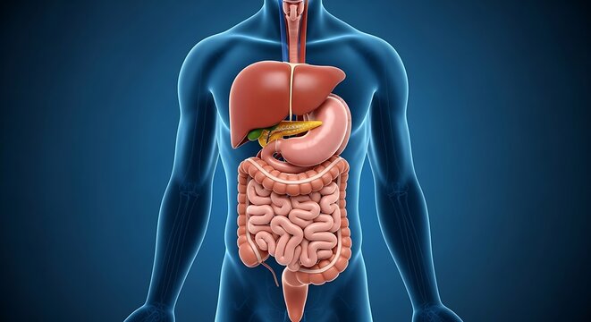 Human Digestive System Anatomy Illustration - Detailed Medical Visualization.
