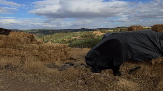 Fierce wind shakes plastic tarp covering hay bales in isolated rural area